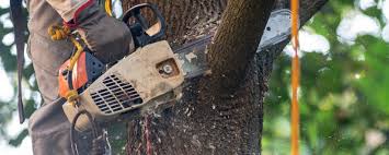 Professional Tree Services in Orchards, WA