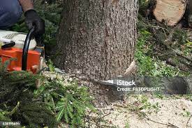 How Our Tree Care Process Works  in  Orchards, WA