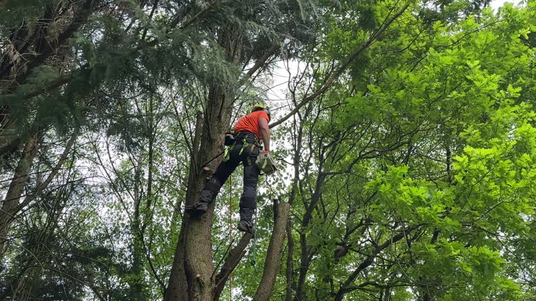 Mulching Services in Orchards, WA