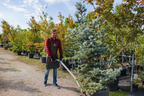 Best Utility Line Clearance  in Orchards, WA